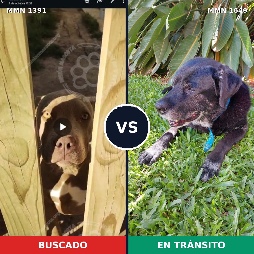 Comparativa MMS 35046: mascota perdida y mascota encontrada, 28% de similitud