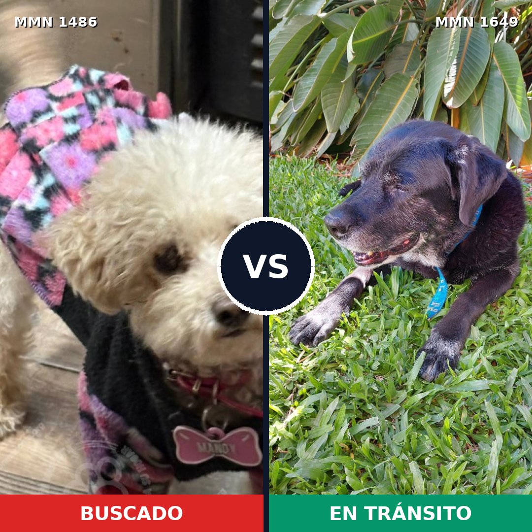 Comparativa MMS 35048: mascota perdida y mascota encontrada, 26% de similitud