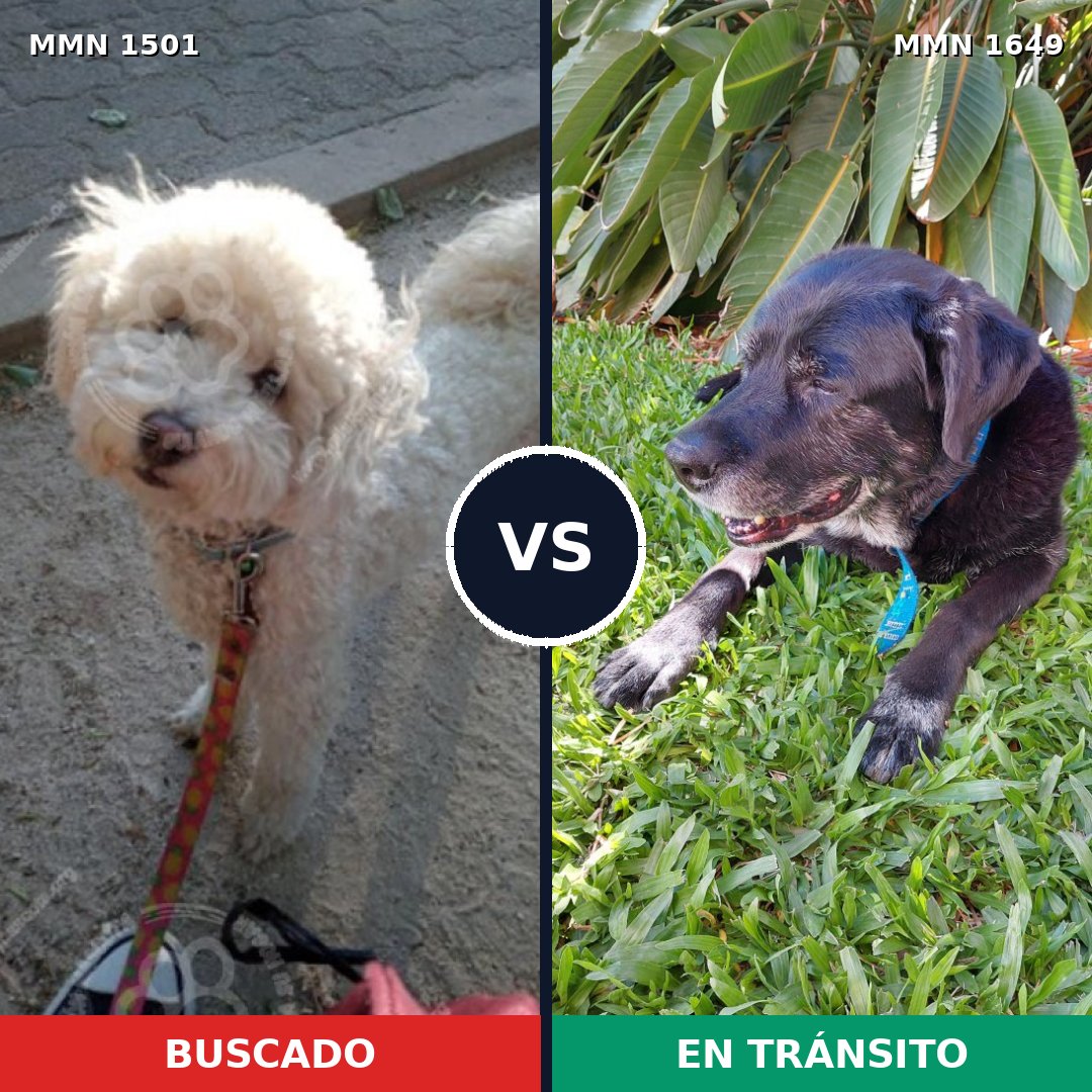 Comparativa MMS 35049: mascota perdida y mascota encontrada, 37% de similitud