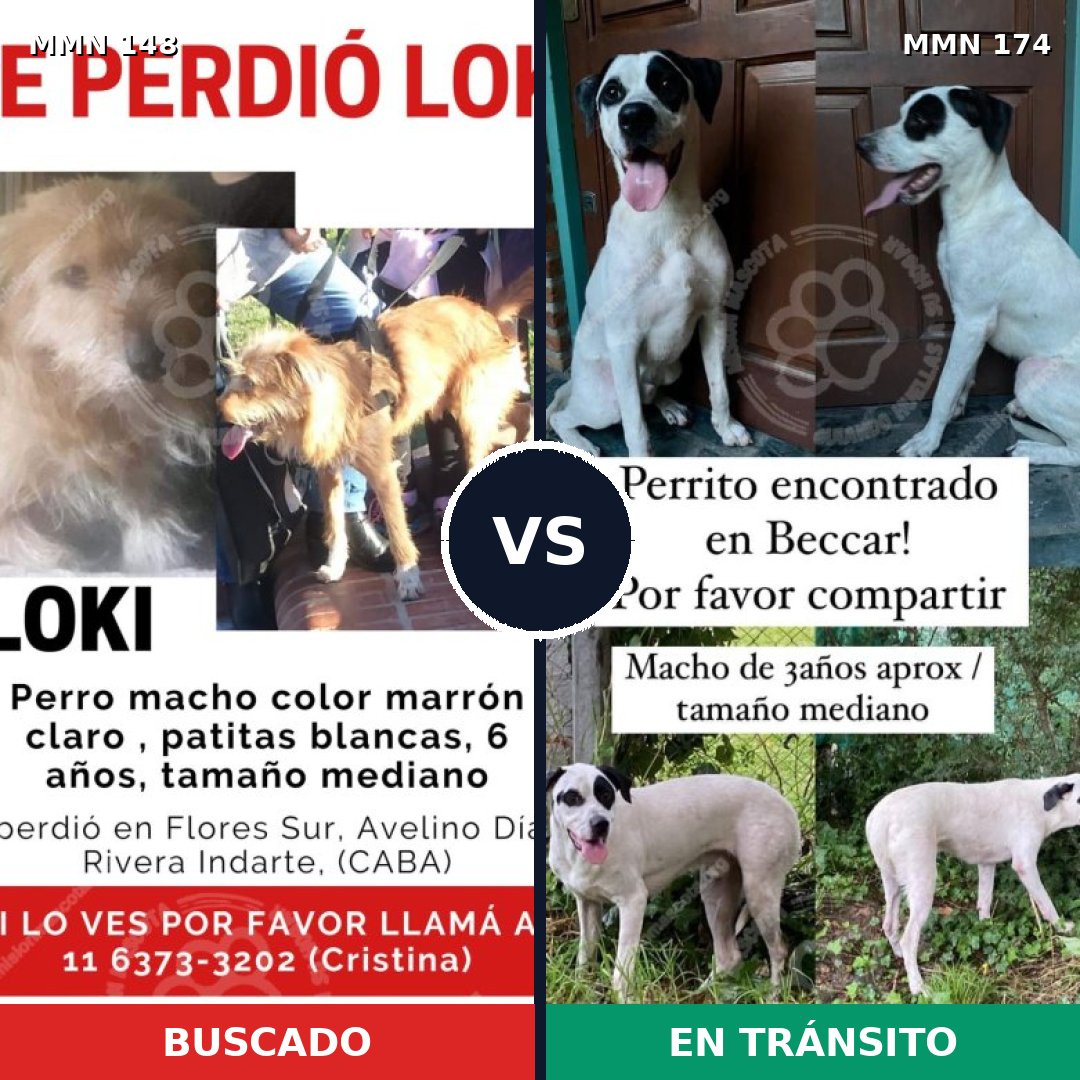 Comparativa MMS 3505: mascota perdida y mascota encontrada, 63% de similitud