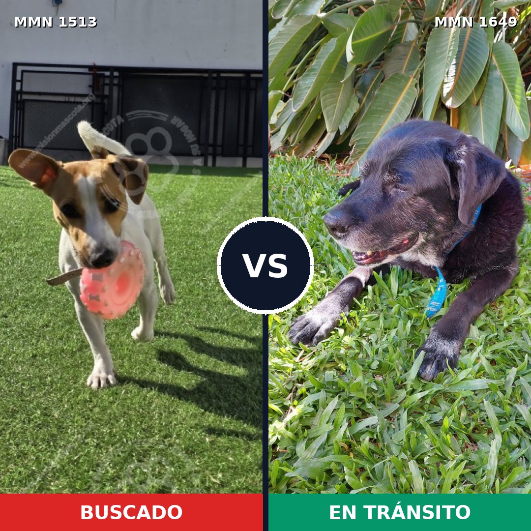 Comparativa MMS 35050: mascota perdida y mascota encontrada, 23% de similitud