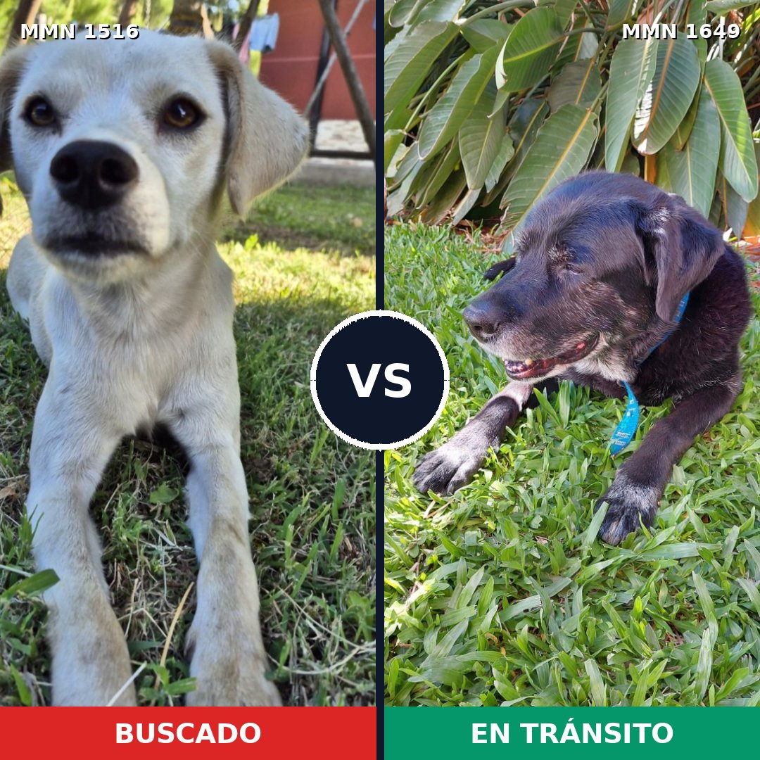 Comparativa MMS 35051: mascota perdida y mascota encontrada, 60% de similitud