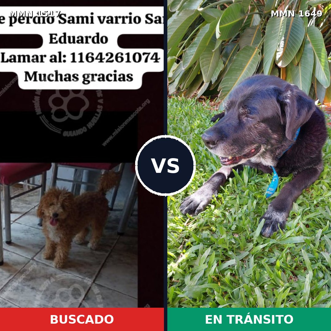 Comparativa MMS 35052: mascota perdida y mascota encontrada, 24% de similitud