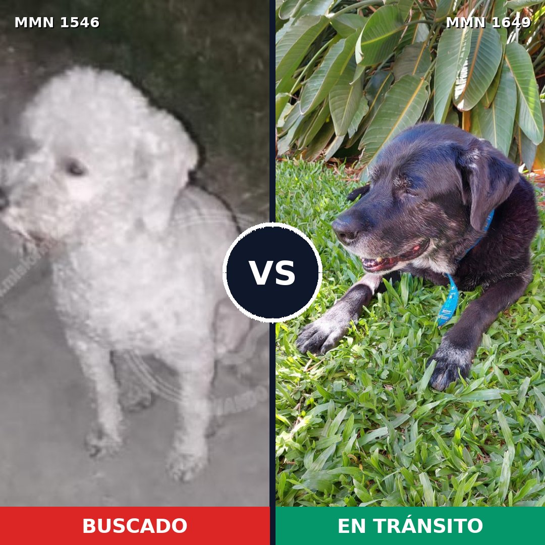 Comparativa MMS 35053: mascota perdida y mascota encontrada, 34% de similitud