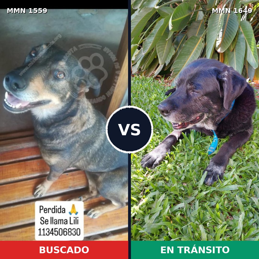 Comparativa MMS 35054: mascota perdida y mascota encontrada, 57% de similitud