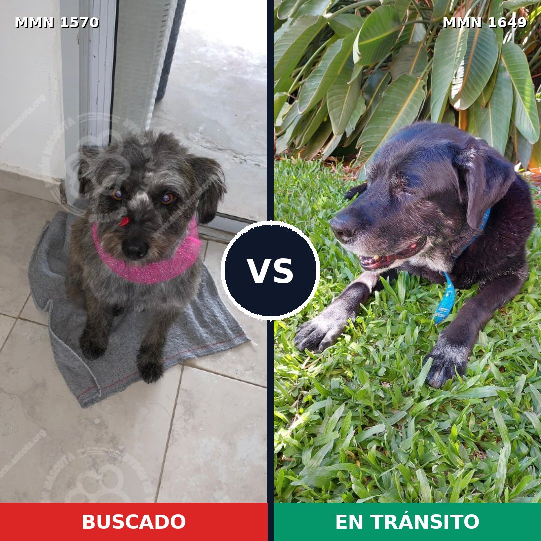 Comparativa MMS 35055: mascota perdida y mascota encontrada, 63% de similitud