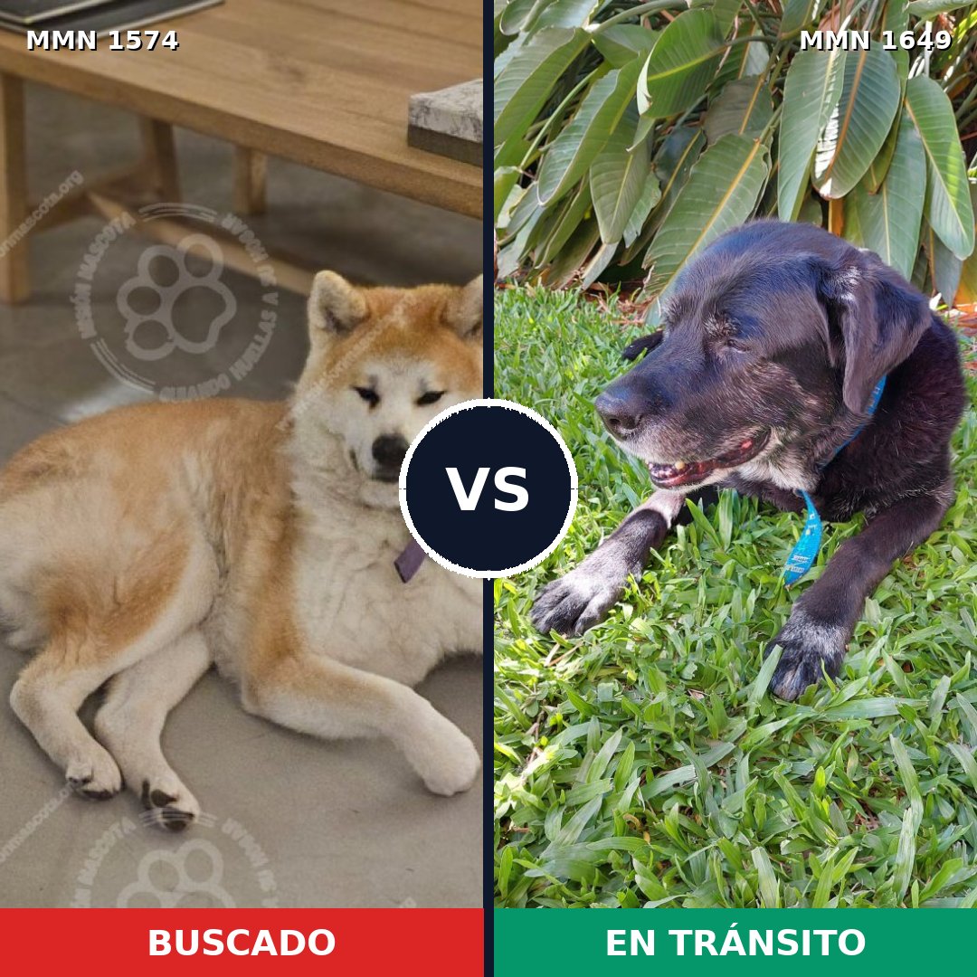 Comparativa MMS 35056: mascota perdida y mascota encontrada, 44% de similitud