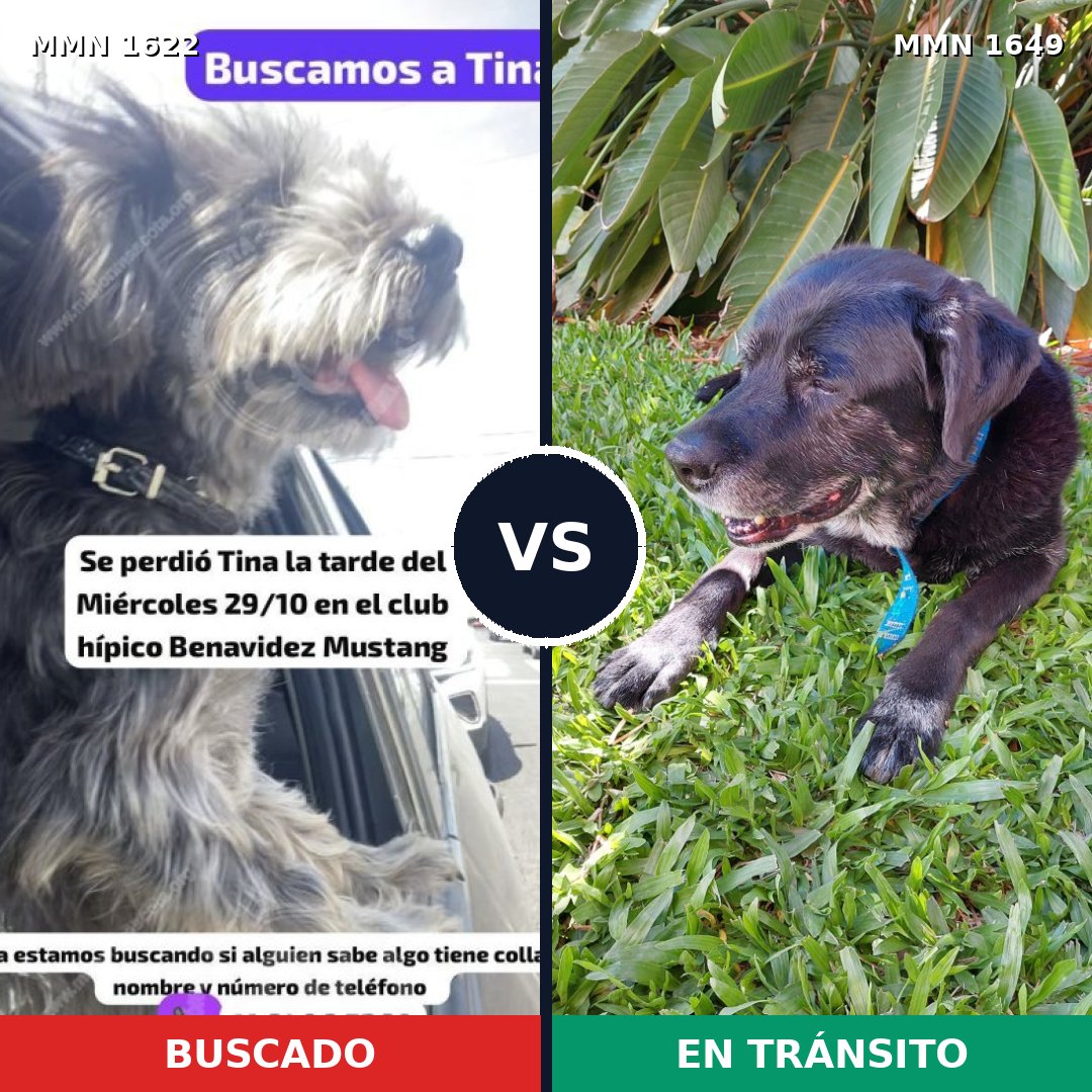 Comparativa MMS 35058: mascota perdida y mascota encontrada, 50% de similitud