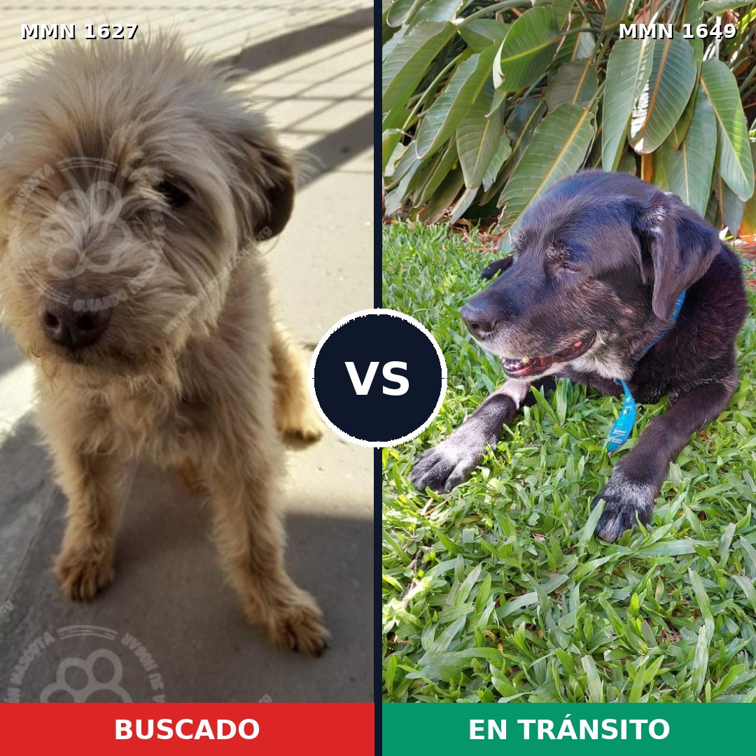 Comparativa MMS 35059: mascota perdida y mascota encontrada, 46% de similitud
