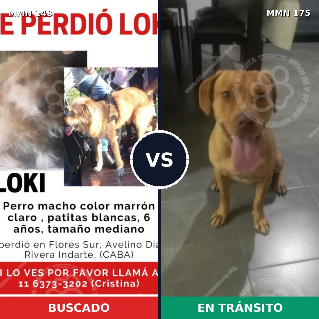 Comparativa MMS 3506: mascota perdida y mascota encontrada, 55% de similitud