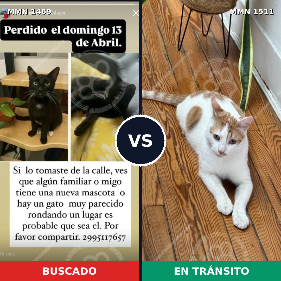 Comparativa MMS 35064: mascota perdida y mascota encontrada, 73% de similitud