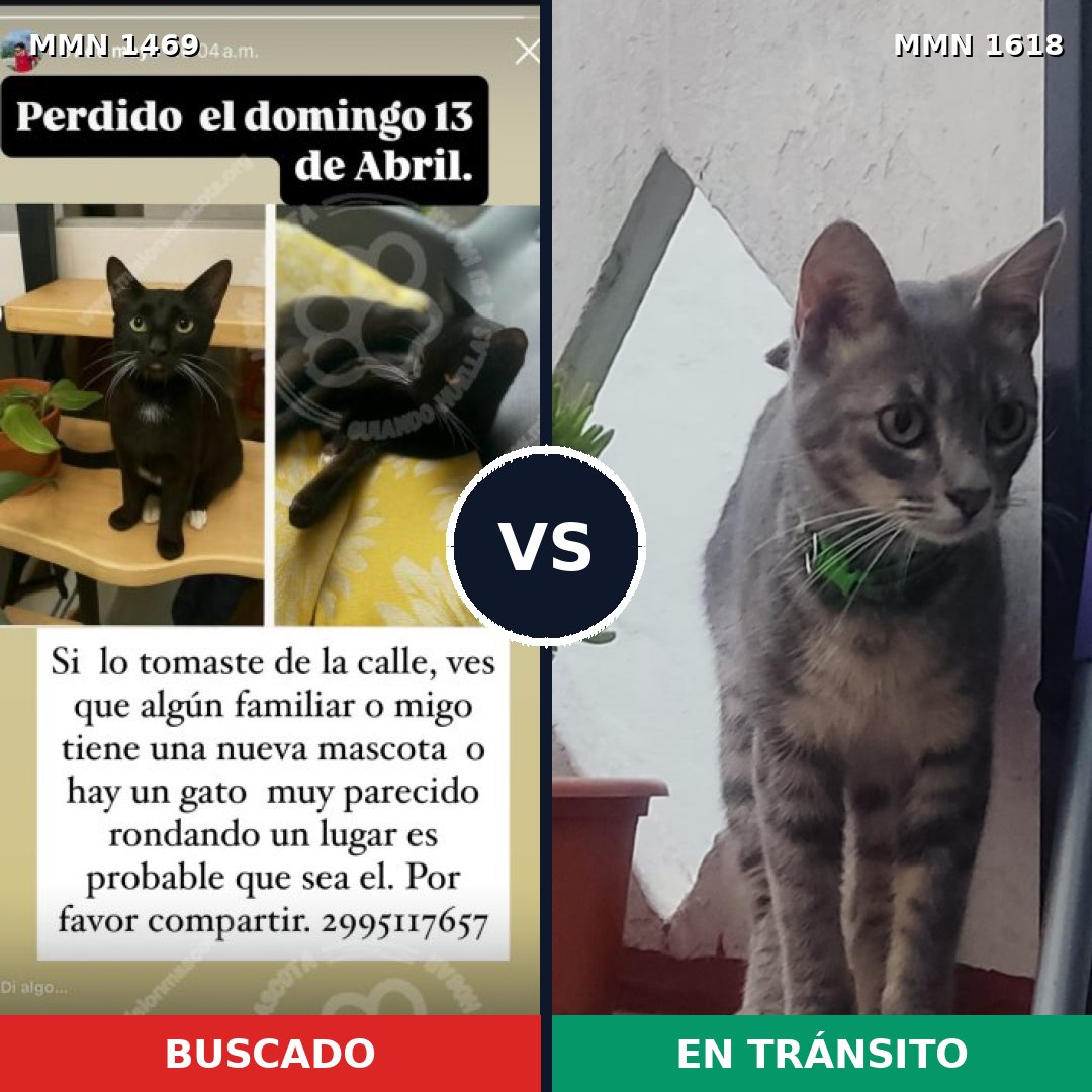 Comparativa MMS 35065: mascota perdida y mascota encontrada, 71% de similitud