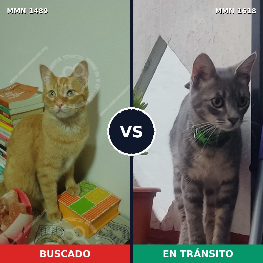 Comparativa MMS 35068: mascota perdida y mascota encontrada, 55% de similitud