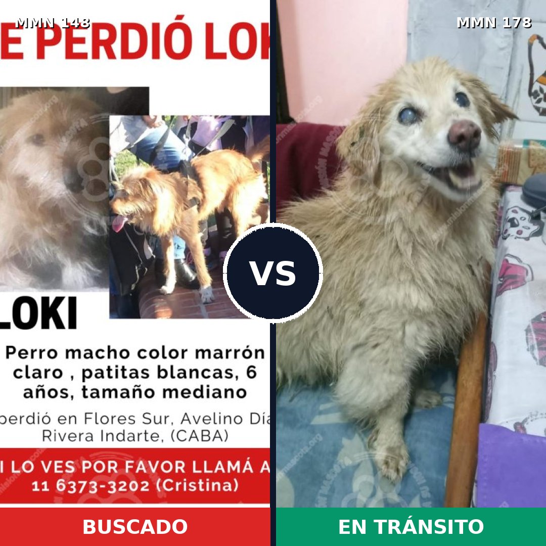 Comparativa MMS 3507: mascota perdida y mascota encontrada, 73% de similitud