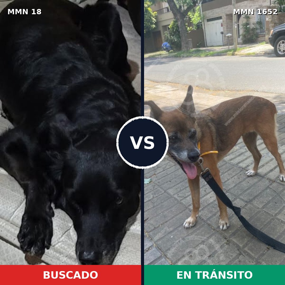Comparativa MMS 35073: mascota perdida y mascota encontrada, 35% de similitud