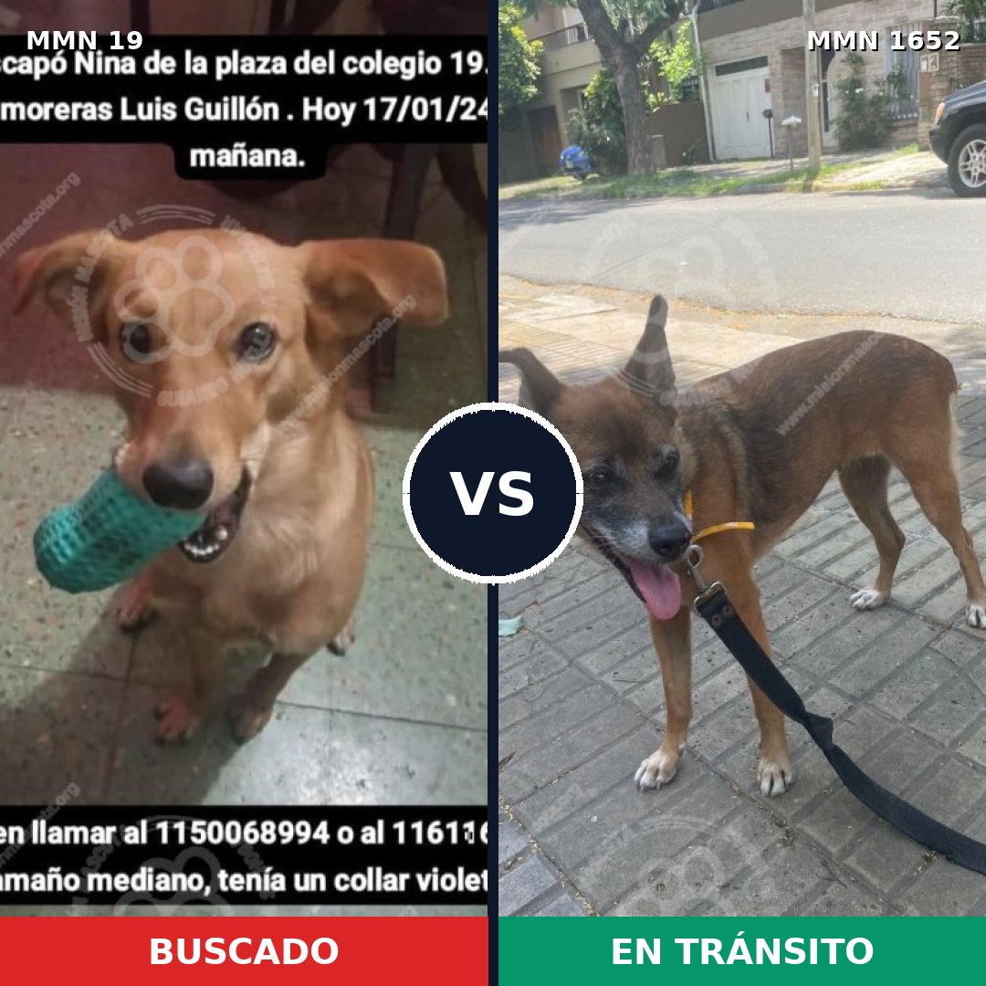 Comparativa MMS 35074: mascota perdida y mascota encontrada, 39% de similitud