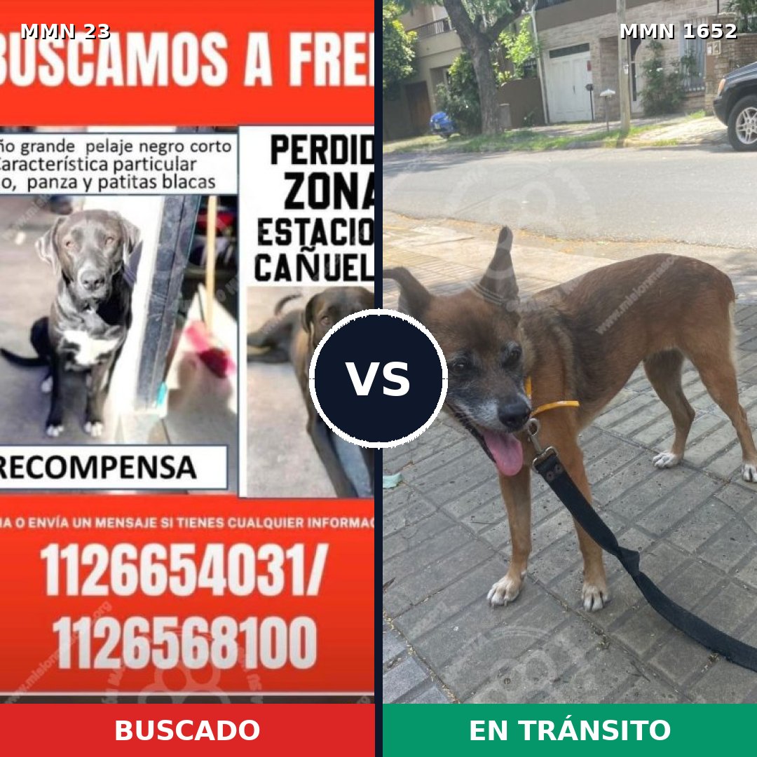 Comparativa MMS 35075: mascota perdida y mascota encontrada, 35% de similitud