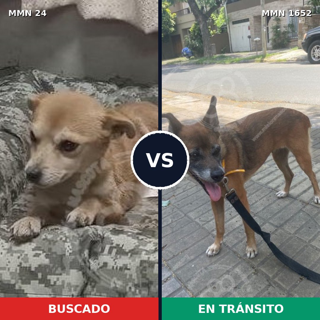 Comparativa MMS 35076: mascota perdida y mascota encontrada, 28% de similitud