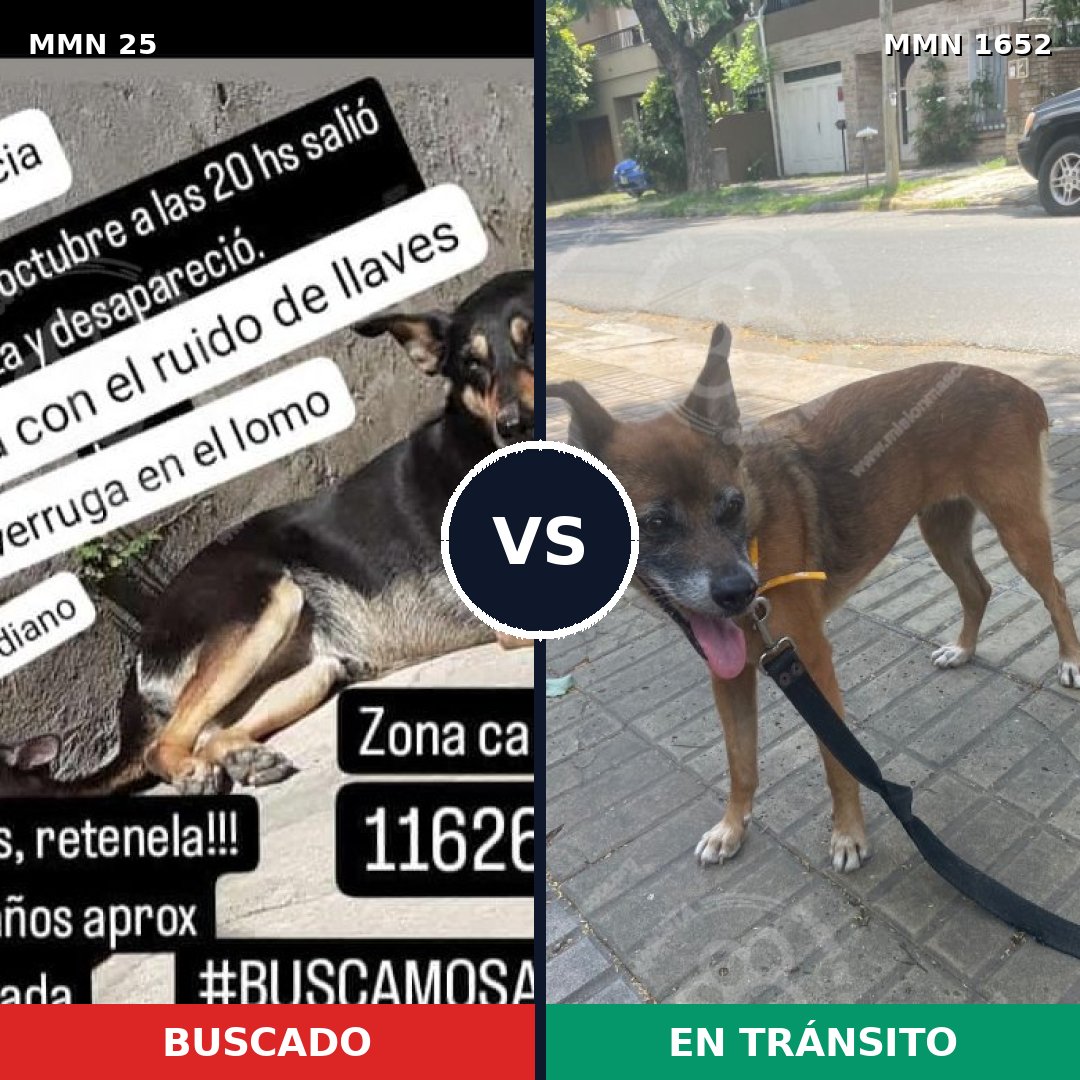 Comparativa MMS 35077: mascota perdida y mascota encontrada, 42% de similitud