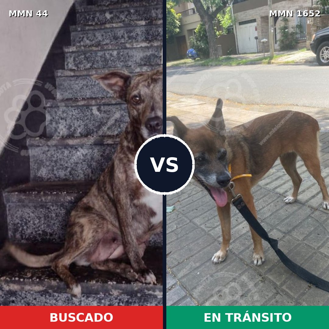 Comparativa MMS 35079: mascota perdida y mascota encontrada, 44% de similitud