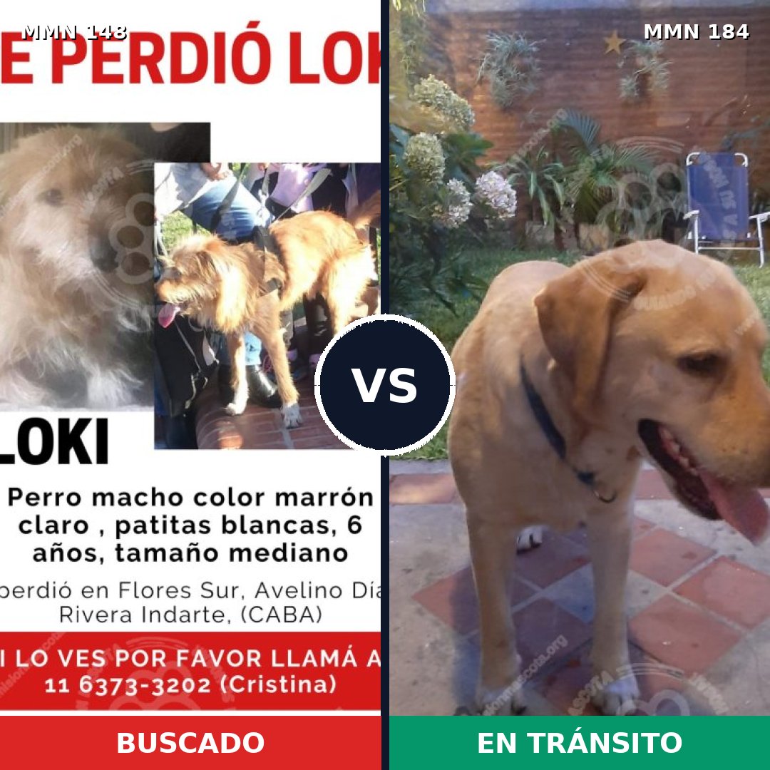 Comparativa MMS 3508: mascota perdida y mascota encontrada, 33% de similitud