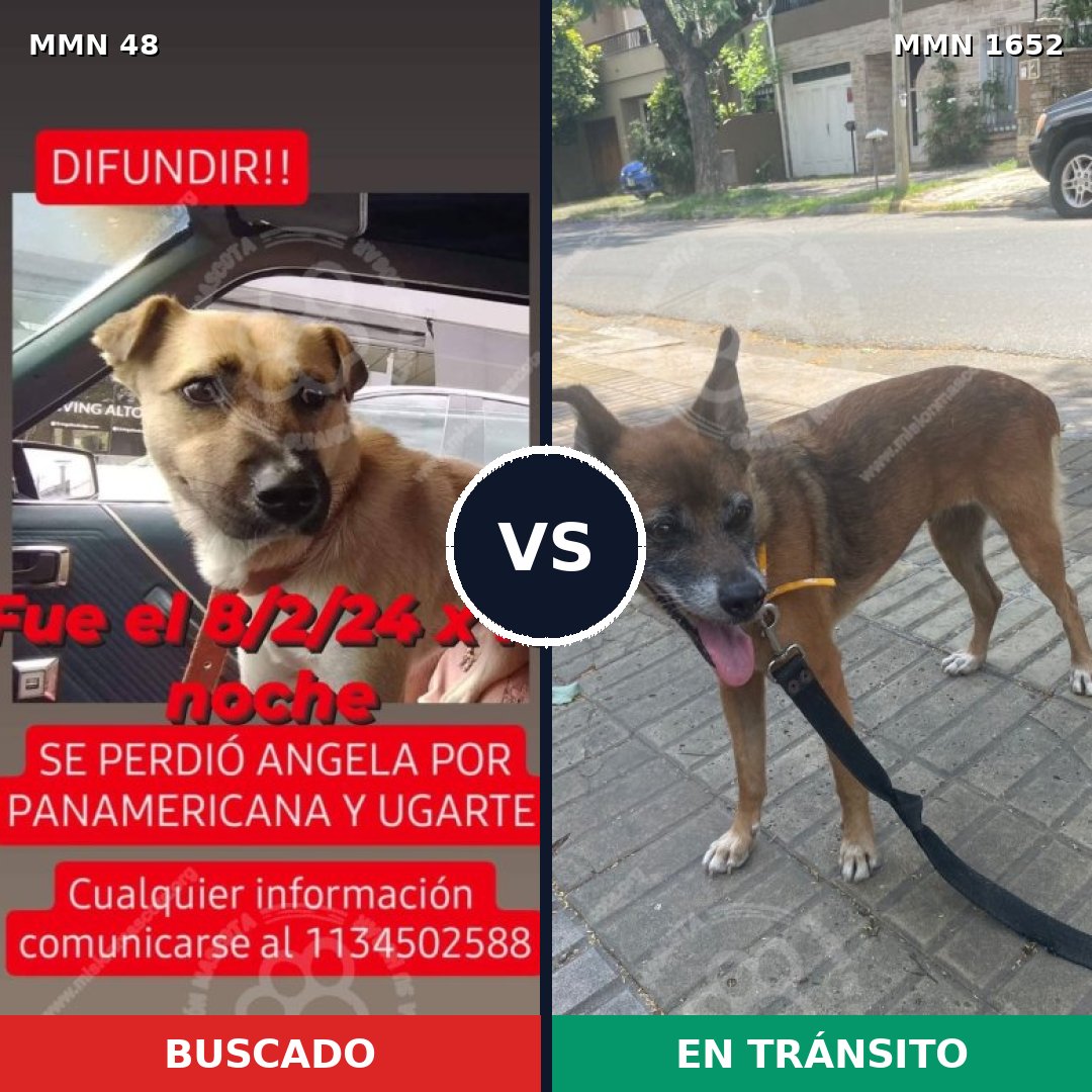 Comparativa MMS 35080: mascota perdida y mascota encontrada, 40% de similitud