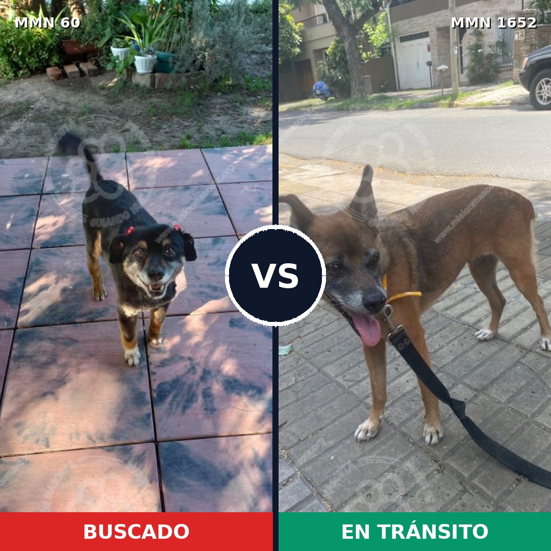 Comparativa MMS 35081: mascota perdida y mascota encontrada, 45% de similitud