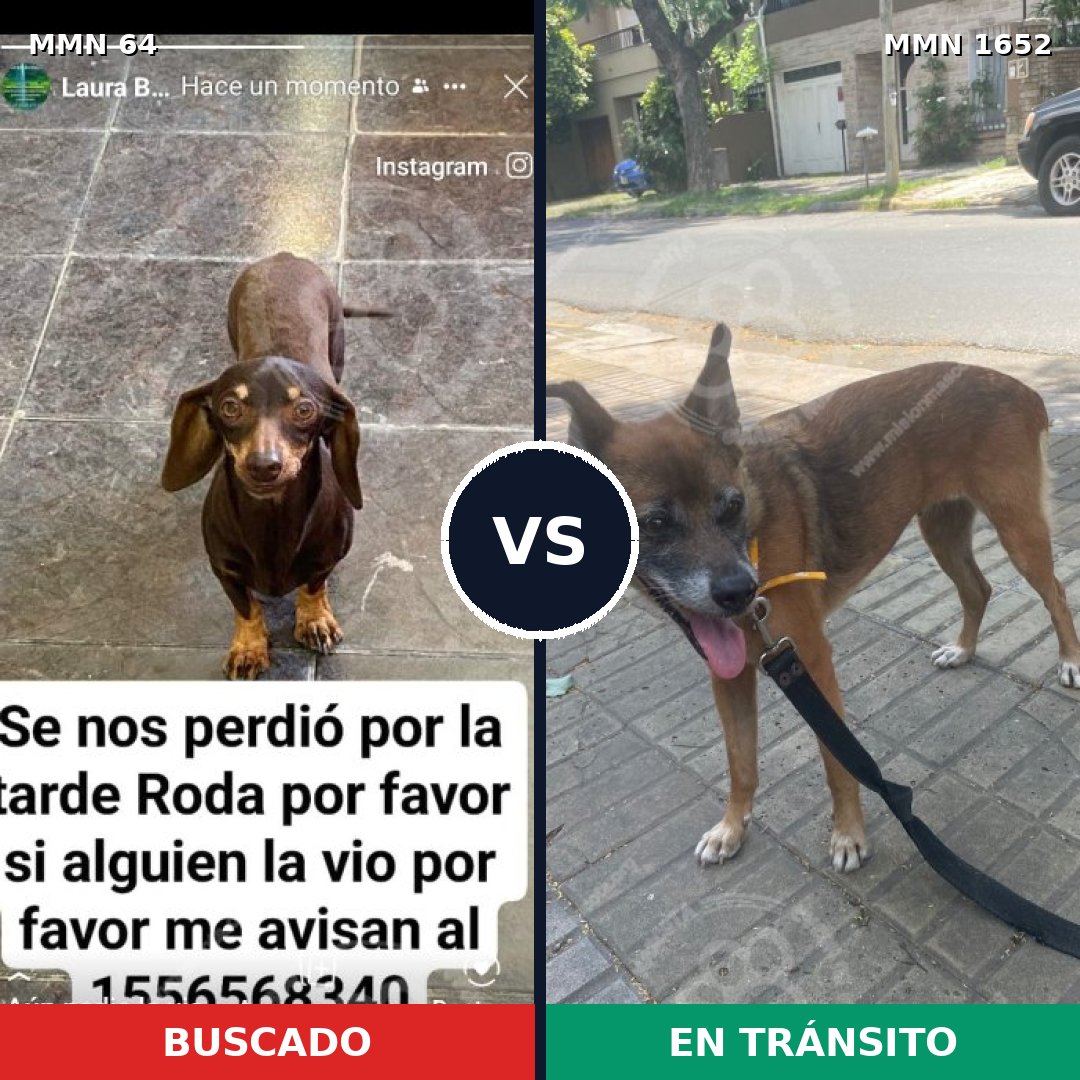 Comparativa MMS 35082: mascota perdida y mascota encontrada, 29% de similitud