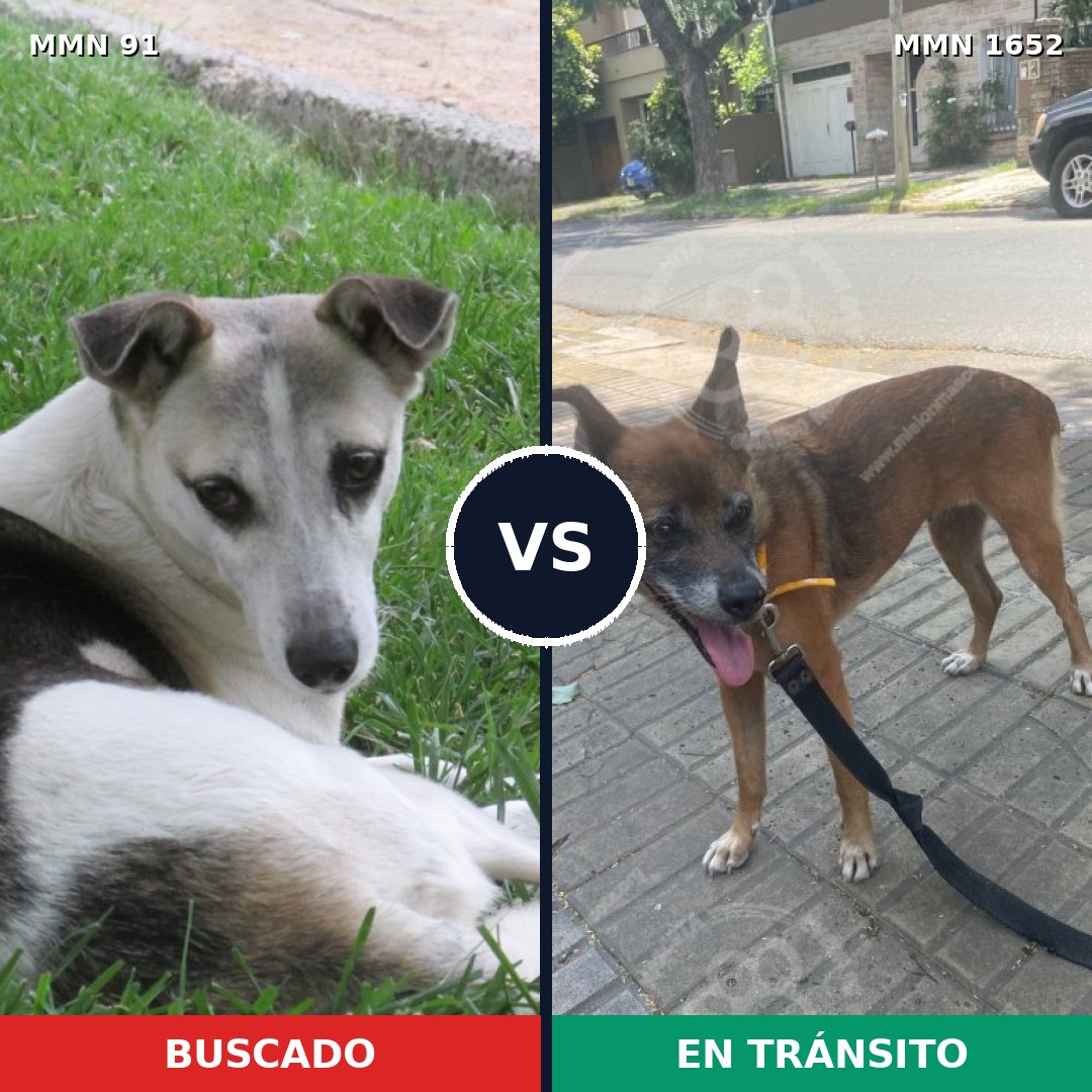 Comparativa MMS 35083: mascota perdida y mascota encontrada, 47% de similitud