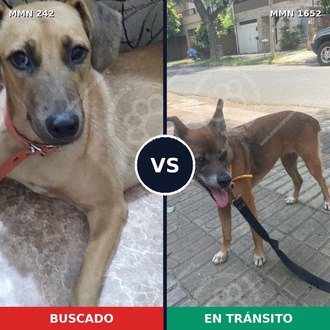 Comparativa MMS 35084: mascota perdida y mascota encontrada, 52% de similitud