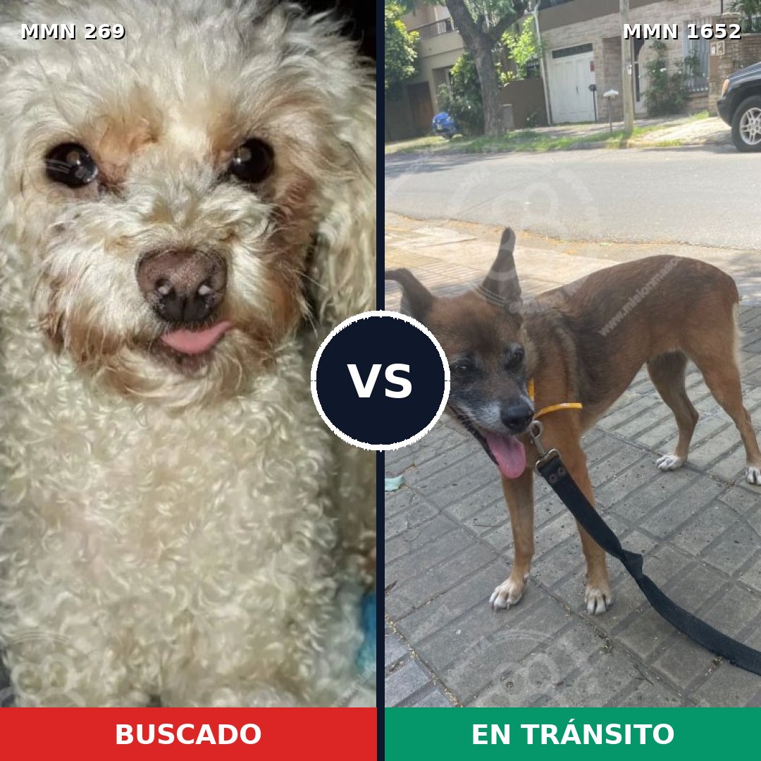 Comparativa MMS 35085: mascota perdida y mascota encontrada, 23% de similitud