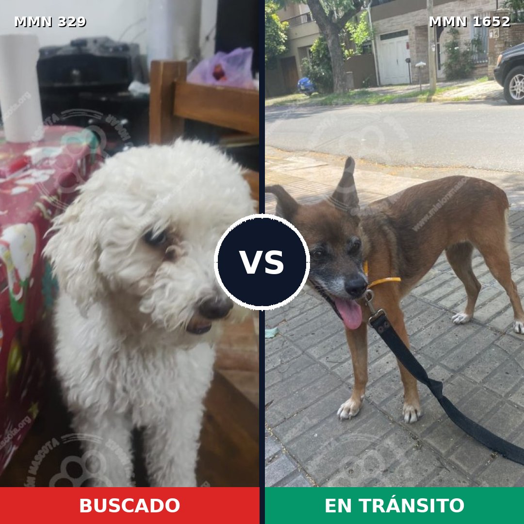 Comparativa MMS 35086: mascota perdida y mascota encontrada, 30% de similitud