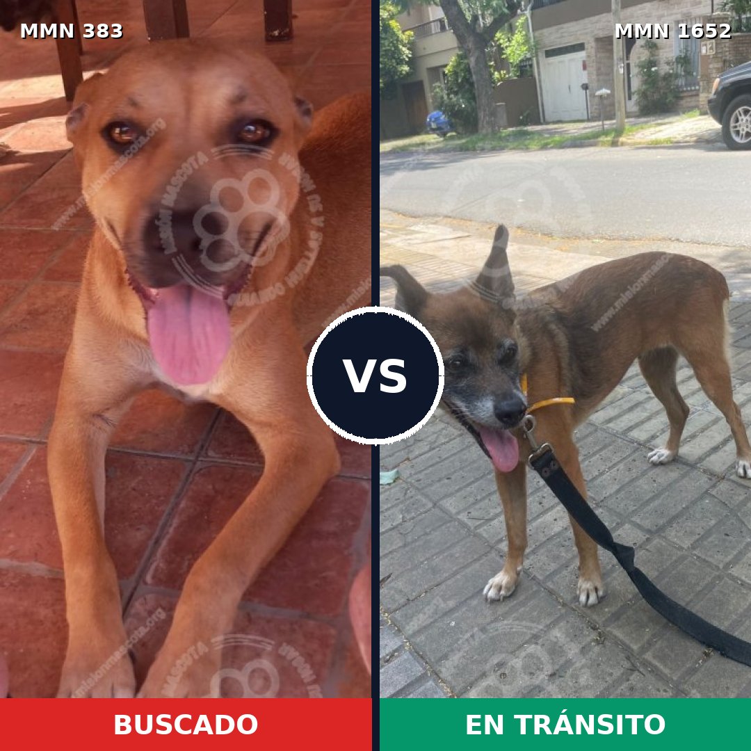 Comparativa MMS 35087: mascota perdida y mascota encontrada, 44% de similitud