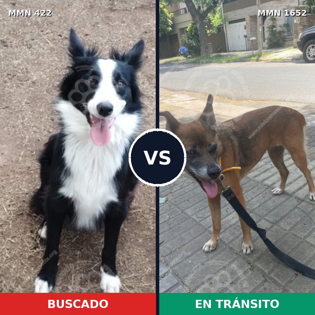 Comparativa MMS 35089: mascota perdida y mascota encontrada, 43% de similitud