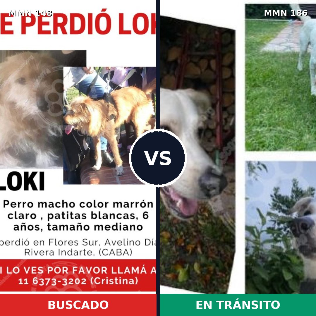 Comparativa MMS 3509: mascota perdida y mascota encontrada, 31% de similitud
