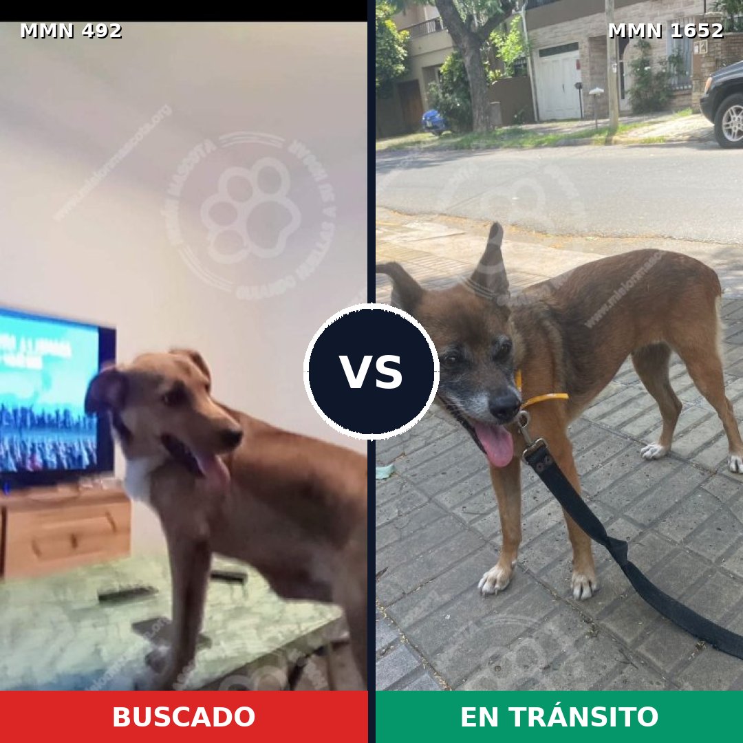 Comparativa MMS 35090: mascota perdida y mascota encontrada, 29% de similitud