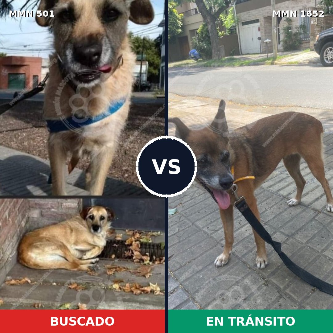 Comparativa MMS 35091: mascota perdida y mascota encontrada, 40% de similitud