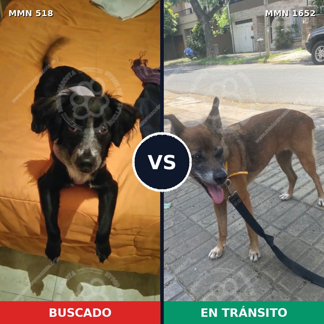 Comparativa MMS 35092: mascota perdida y mascota encontrada, 33% de similitud