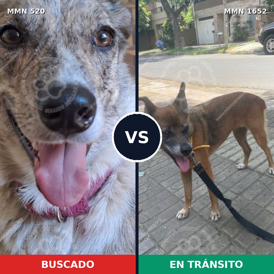Comparativa MMS 35093: mascota perdida y mascota encontrada, 45% de similitud