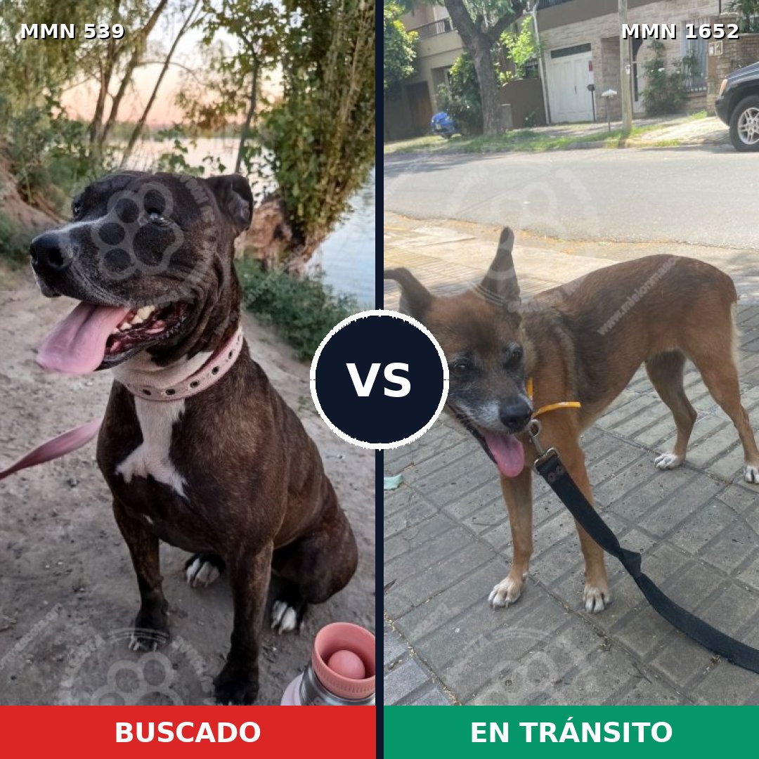Comparativa MMS 35094: mascota perdida y mascota encontrada, 39% de similitud