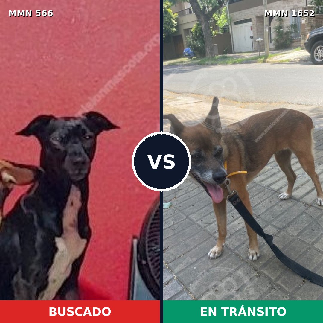Comparativa MMS 35095: mascota perdida y mascota encontrada, 47% de similitud