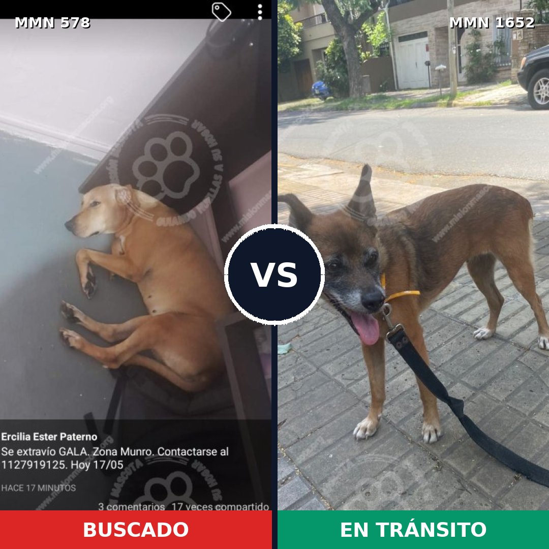 Comparativa MMS 35096: mascota perdida y mascota encontrada, 29% de similitud