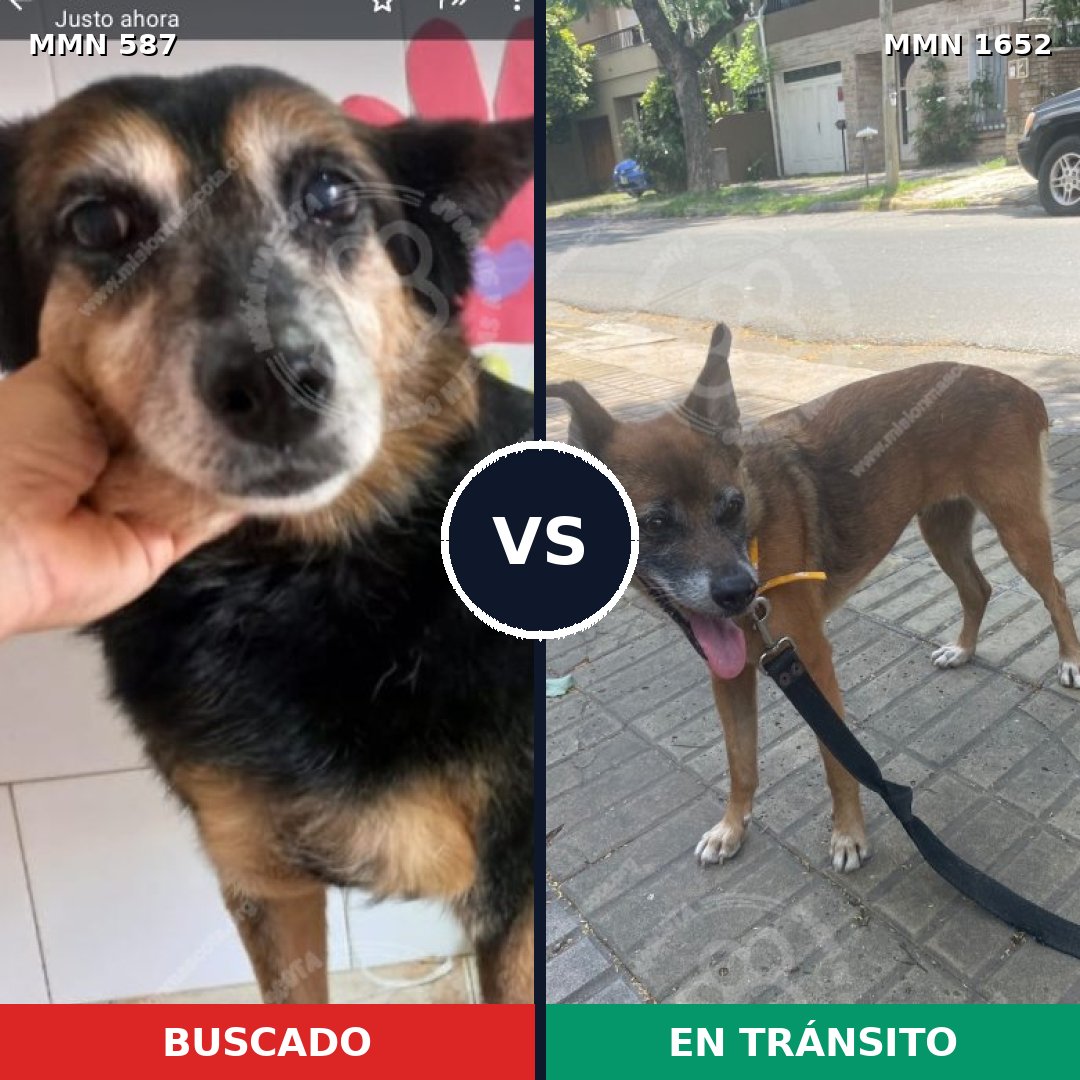 Comparativa MMS 35097: mascota perdida y mascota encontrada, 43% de similitud