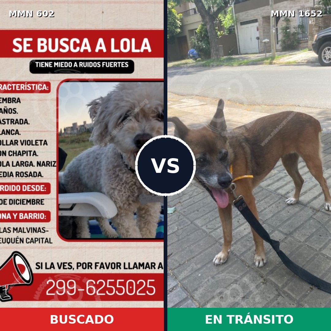 Comparativa MMS 35099: mascota perdida y mascota encontrada, 15% de similitud