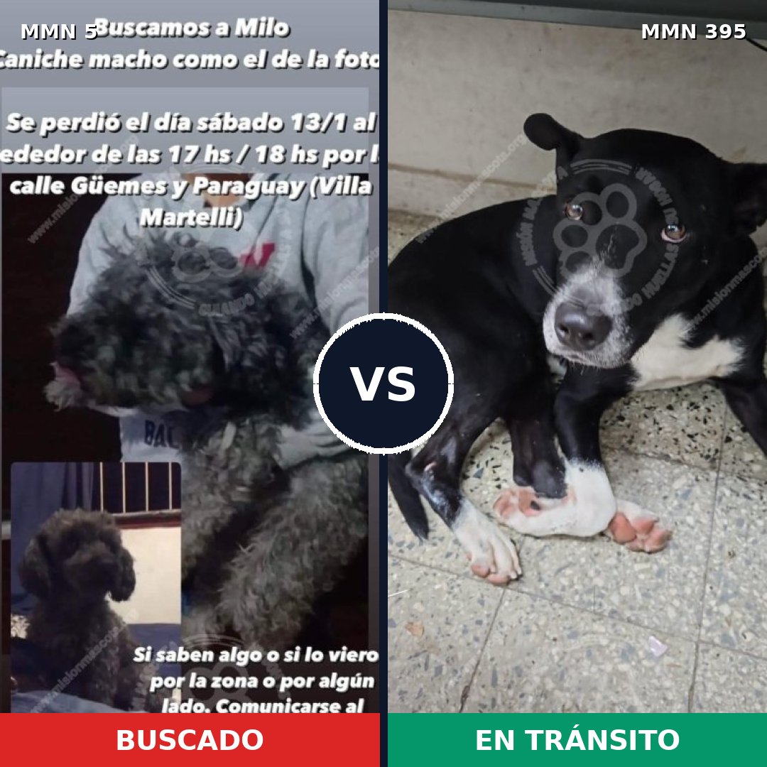 Comparativa MMS 351: mascota perdida y mascota encontrada, 41% de similitud