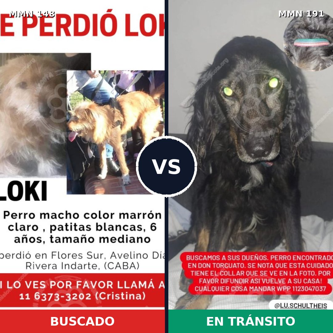 Comparativa MMS 3510: mascota perdida y mascota encontrada, 66% de similitud