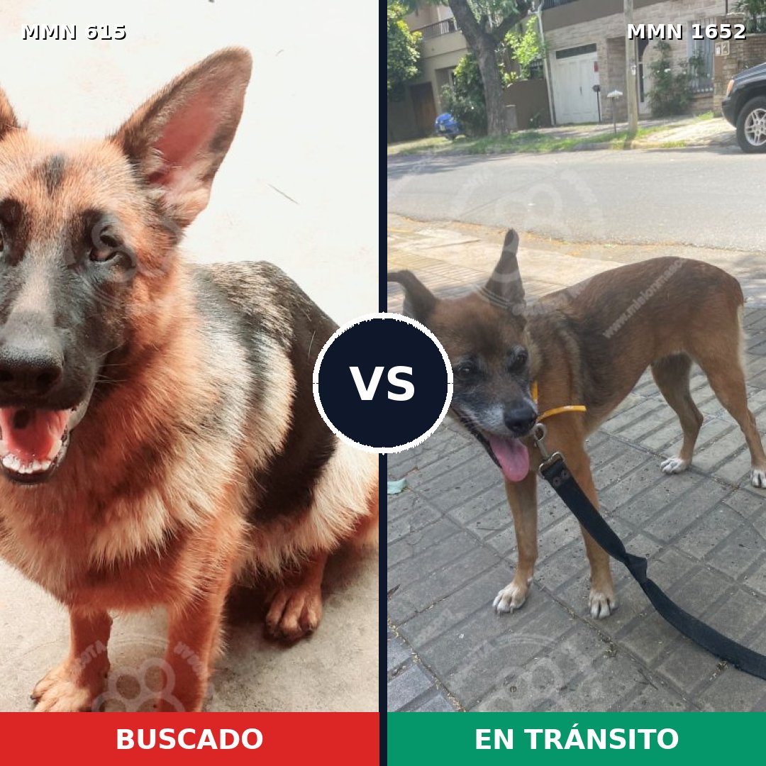Comparativa MMS 35101: mascota perdida y mascota encontrada, 36% de similitud