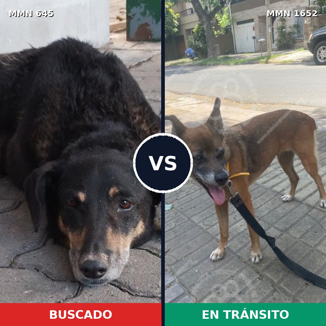 Comparativa MMS 35103: mascota perdida y mascota encontrada, 33% de similitud