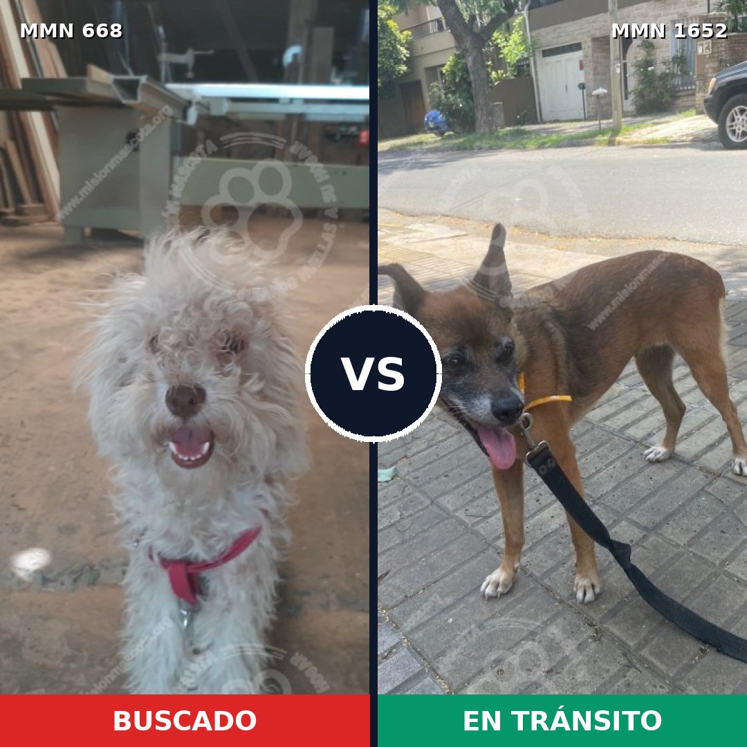 Comparativa MMS 35104: mascota perdida y mascota encontrada, 40% de similitud