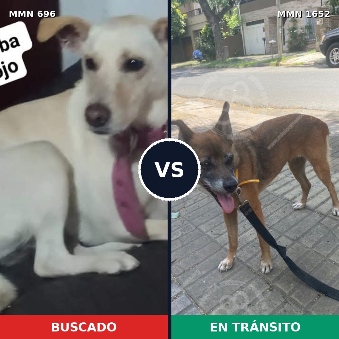 Comparativa MMS 35105: mascota perdida y mascota encontrada, 37% de similitud